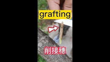 Teach you how to grafting fruit trees, bud grafting operation process    教你如何嫁接果樹，芽片嫁接操作過程，簡單易學，成活率高