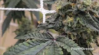 Raw Genetics + 2 Run, EP03:  Week 7-Harvest