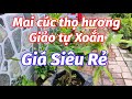 (19/7) Bán mai cúc thọ hương, giảo tự xoắn giá rẻ 0902074660