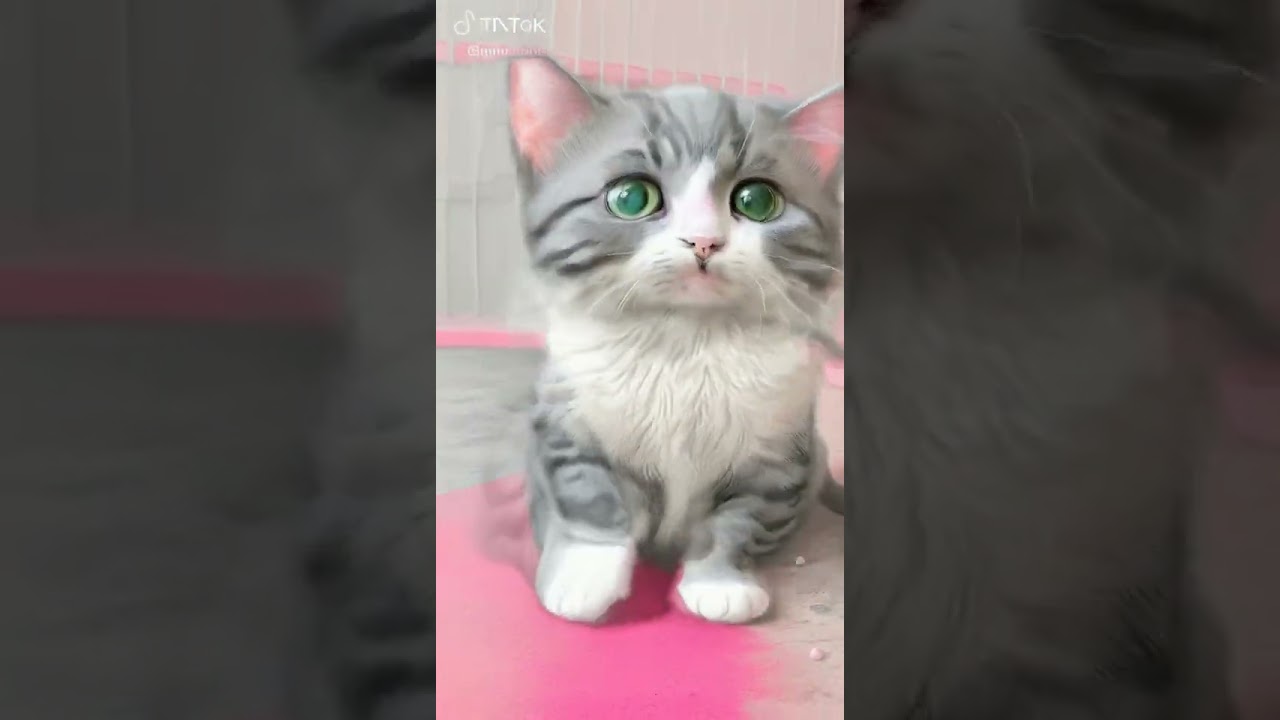 Adorable Cat Sitting Pretty on a Pink Floor  