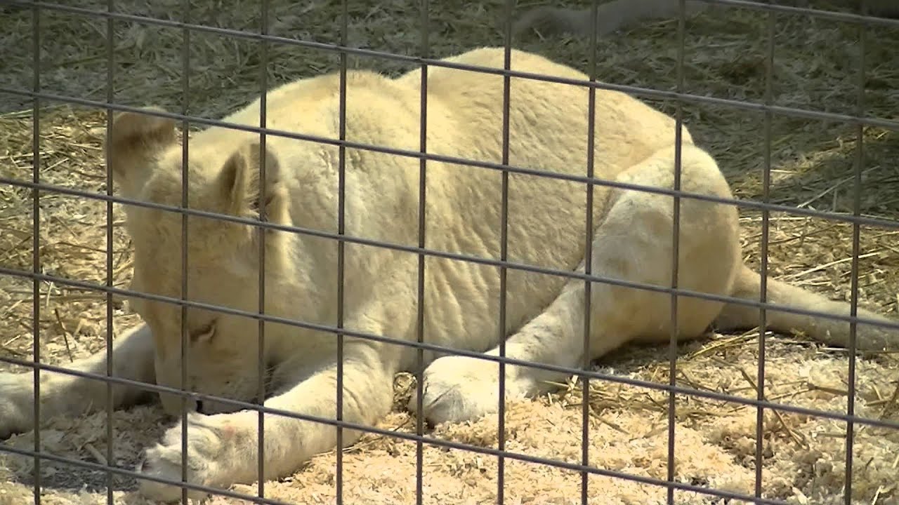 Lionnes blanche du zoo du cirque Pinder mercredi 26 juin 2013