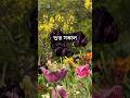শুভ সকাল | আজ রবিবার | ১৬ মে ২০২৬ খ্রীস্টাব্দ #শুভসকাল #সুপ্রভাত #goodmorning