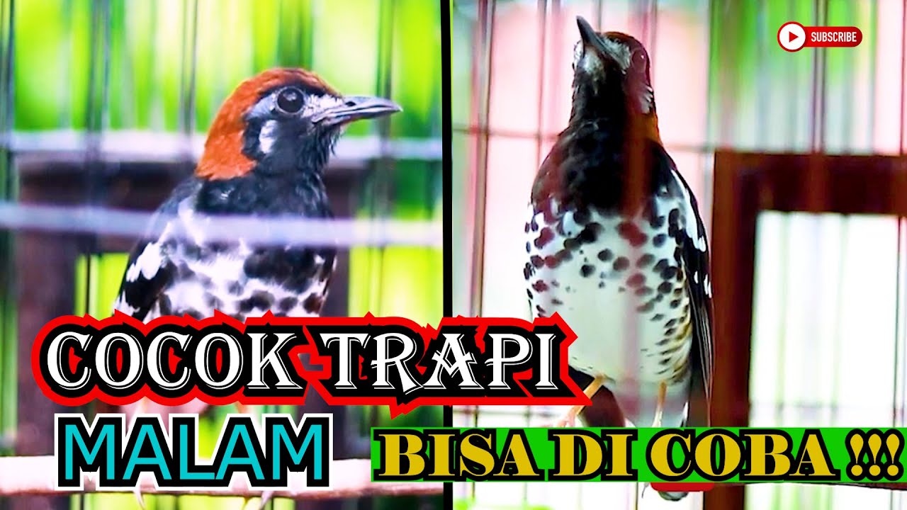 Terapi Malam Hari❗️ Pancingan Anis Kembang Macet Bunyi Cepat Emosi