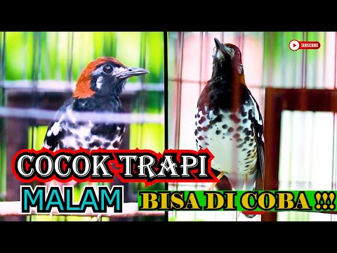 ANIS KEMBANG BELAJAR BUNYI, NGEPLONG NGESIT NRATAK UNTUK PANCINGAN ANIS KEMBANG