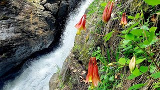 Falls, Flowers and Far-Reaching Vistas at Campbell Falls and Bartholomew's Cobble