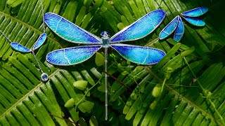 用200小时制作了一只蜻蜓，变色过程太惊艳了｜The process of creating a dreamlike dragonfly's color change is amazing