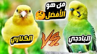 هل اشتري البادجي او الكناري؟ | من هو الأفضل