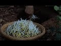 (豆芽）Long, tender and fresh: bean sprouts are nutritious and pollution-free.|Liziqi channel