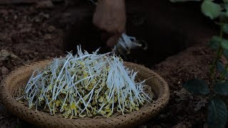 (豆芽又嫩又新鲜 Long, tender and fresh: bean sprouts are nutritious and pollutionfree.|Liziqi channel