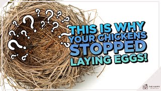 Where Did the Eggs Go? 9 Astonishing Reasons Your Chickens Stopped Laying Revealed!