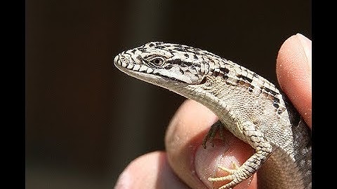 trapped lizard - rescue