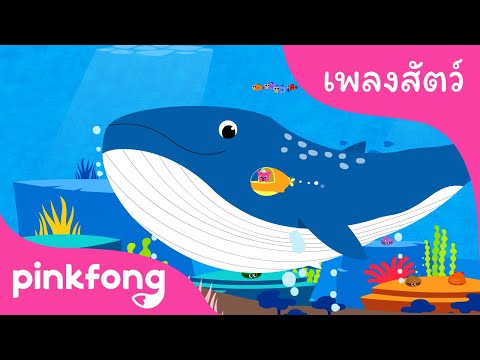 วาฬ สีน้ำเงิน | เพลงสัตว์ | การ์ตูน | เพลงเด็๋กน้อย | พิ้งฟอง(Pinkfong) เพลงและนิทาน