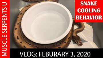 PRE-OVULATION BREEDING BEHAVIOR!  Feb 3, 2020