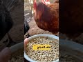 علف الدجاج المناسب 