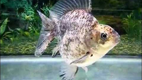 Cá Vàng Ryukin Black White - Thiên Đường Cá Cảnh