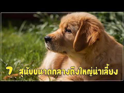 7 สายพันธุ์ สุนัขขนาดกลางถึงใหญ่ที่คนนิยมเลี้ยง !!