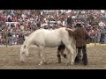 Festival dart equestre de royan 2012