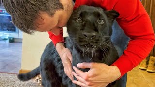 The longawaited meeting / Unusual reaction of Luna the panther