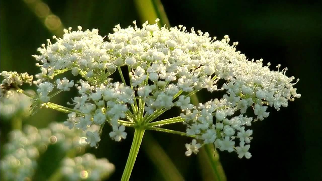 Библейские растения: травы, огородные растения, сорняки / растения Cumin plant,