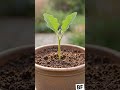 ​Seed to Eggplant: Amazing 15-Second Timelapse! 🌱✨#shorts #timelapse #seedtoplant#garden#usa #plants