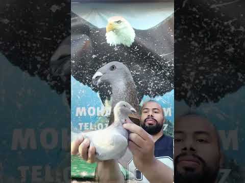 اكسبشن هومر