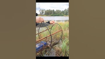 Thăm Lờ Dính Cá Trê Lai, Cá Rô Phi, Cá Rô Biển, Cá Rô Đồng Mương Ruộng Mùa Nước Nổi #shorts