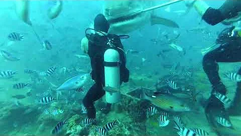 5m Tiger Shark Almost Bit Diver's Head off in Fiji as Tourists Hide Behind Corals