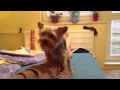 Horny Lilla :D (female Intelligent Yorkshire Terrier)