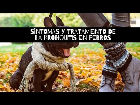 Vídeo: Bronquitis En Perros: Síntomas, Causas Y Tratamientos