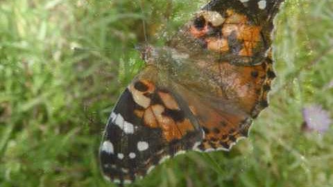 Brimstone Butterfly and more !