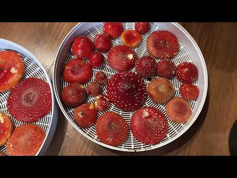 КАК СУШИТЬ МУХОМОРЫ?/ОТВЕТ В ВИДЕО.