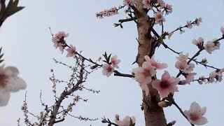 主干形桃树和传统的果树，管理上优点不止这些（完整版）