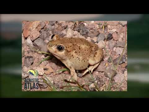 Video: Common spadefoot: description, taxonomy, habitat, photo, content