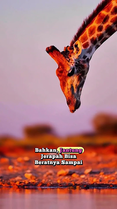 45. Fakta Unik Jerapah #jerapah #giraffe #animals #shorts