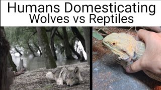 Humans Domesticating Wolves vs Reptiles
