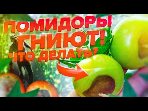 БОЛЕЗНИ ТОМАТОВ. ВЕРШИННАЯ