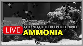 Ammonia in a Saltwater Aquarium Matters, Then It Doesn’t...Except When It Does.