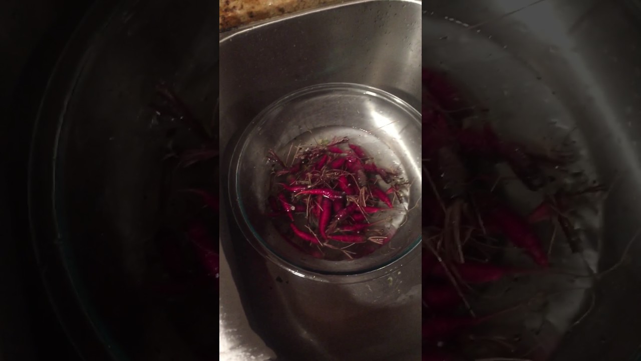 Homegrown Cosmic Purple Carrots