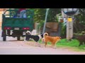 Dogs Make Sweet time in rice field Pet Family