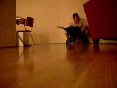 When Dogs Attack
