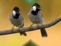 Magnificent Harmony by an Iraqi Bulbul for Relaxation