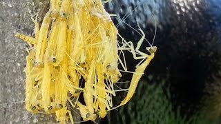 Praying Mantis Hatching  (신기한 사마귀의 부화 )