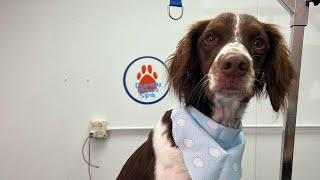 Clean up clip for a special pup + pup massage