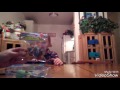 Building a barn toy animals Building a barn toy animals