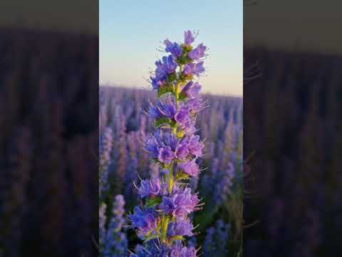 Video: Viper's Bugloss гүлү - Viper's Bugloss өсүмдүктү кайда жана кантип өстүрүү керек