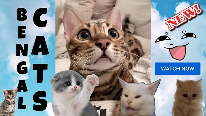 Watch the video about Bengals can be classified by two main aspects