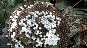 những tổ ong vò vẽ cuối mùa trên rừng/quách tế vlog