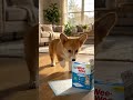 Best Dog Pee Pads: Four Paws Wee-Wee Superior Performance Review