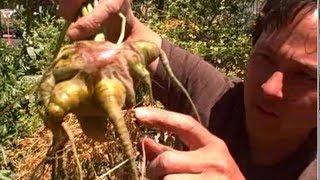 Organic Gardener Harvests Alien Carrot & Teaches about Harvesting Carrots