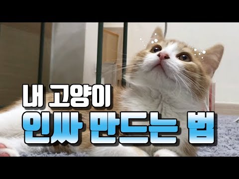 고양이의 사회화